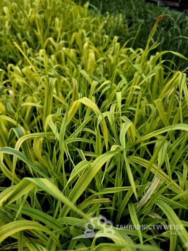 CHRASTICE RÁKOSOVITÁ - PHALARIS ARUNDINACEA ARCTIC SUN