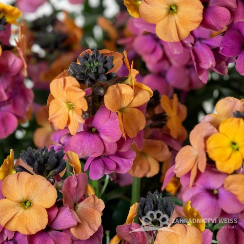 ERYSIMUM ERYSISTIBLE SUNSET