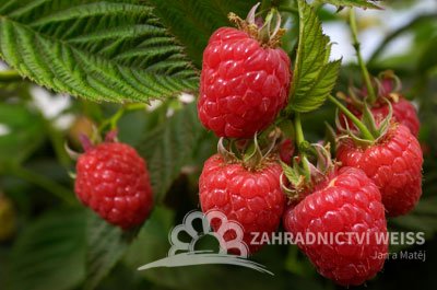 MALINA STÁLEPLODÍCÍ - RUBUS IDAEUS HERITAGE