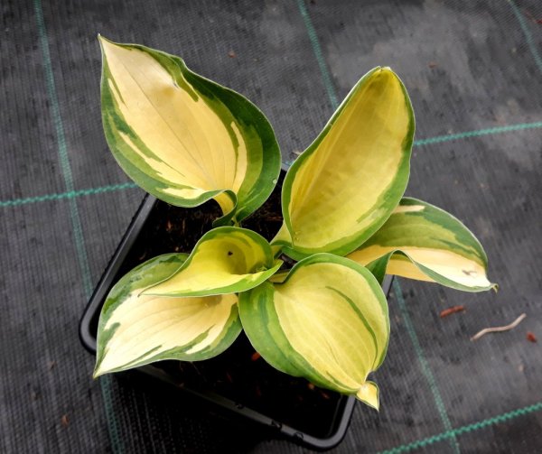 HOSTA "GREAT EXPECTATIONS"