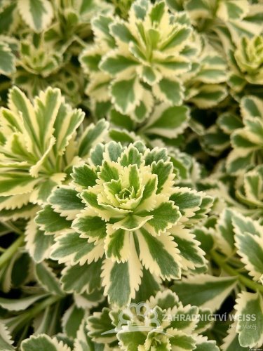 SEDUM TAKESIMENSE ATLANTIS