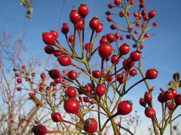 RŮŽE MNOHOKVĚTÁ - ROSA MULTIFLORA