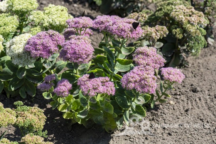 ROZCHODNÍK NÁDHERNÝ - SEDUM SPECTABILE BRILLIANT
