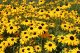 RUDBECKIA FULGIDA GOLDSTURM