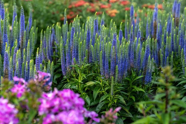 VERONICA SPICATA ULSTER BLUE DWARF