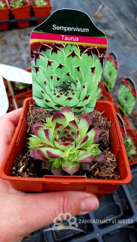 NETŘESK –SEMPERVIVUM TAURUS