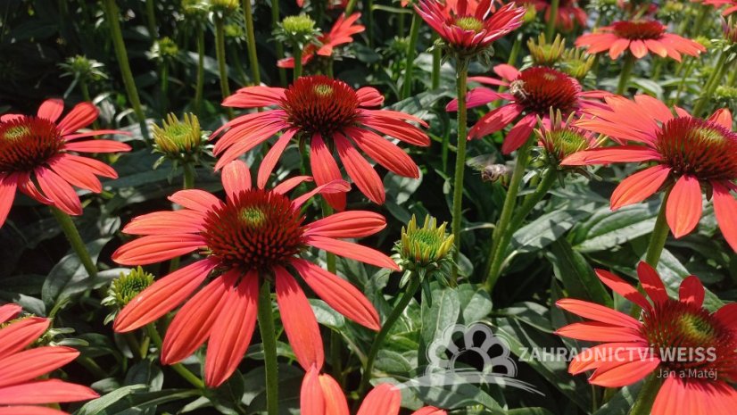 ECHINACEA RED PEARL