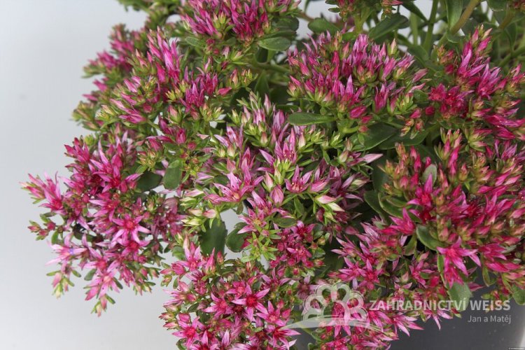 SEDUM SPURIUM SCHORBUSER BLUT