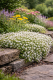 MATEŘÍDOUŠKA - THYMUS PRAECOX ALBIFLORUS