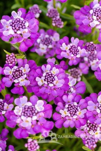 IBERKA STÁLEZELENÁ - IBERIS ABSOLUTELY AMETHYST ®