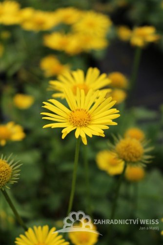 KAMZIČNÍK - DORONICUM ORIENTALE