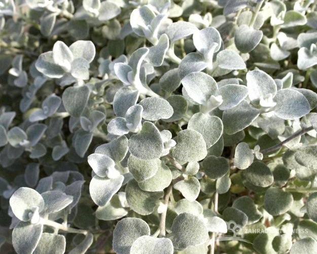 HELICHRYSUM PETIOLARE - SMIL