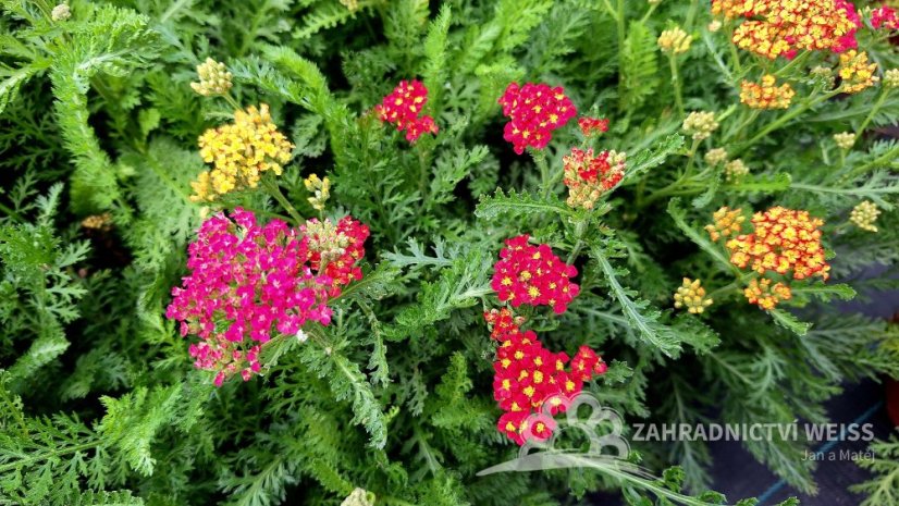 ACHILLEA MILLEFOLIUM MILLY ROCK ® MIXMASTERS  DANCE