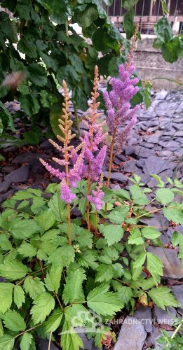 ČECHRAVA - ASTILBE CHINENSIS PUMILA