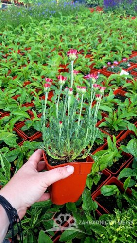 KOPRETINA MAROCKÁ - RHODANTHEMUM HOSMARIENSE ZAGORA PINK ®