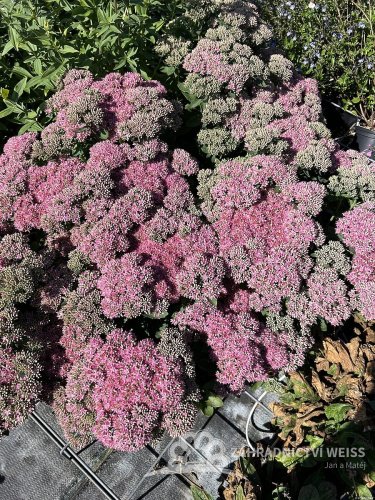 ROZCHODNÍK - SEDUM HYBR. ABBY DORE