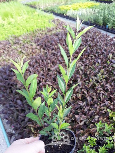 PTAČÍ ZOB - LIGUSTRUM ZELENÉ