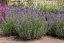LAVANDULA ANGUSTIFOLIA - LEVANDULE LÉKAŘSKÁ - MUNSTEAD BLUE