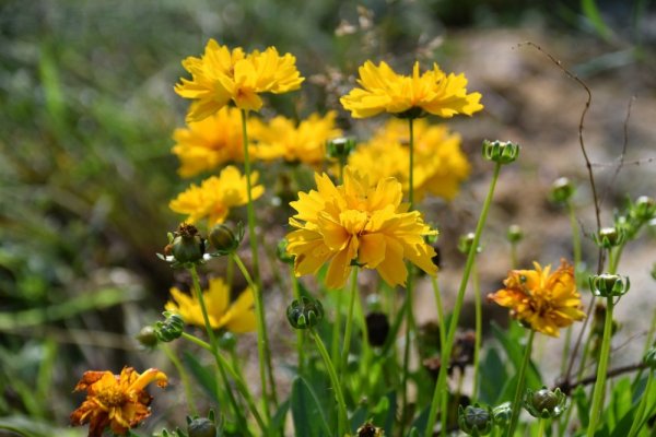 KRASNOOČKO - COREOPSIS GRANDIFLORA DOUBLE THE SUN