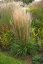CALAMAGROSTIS x ACUTIFLORA KARL FOESTER