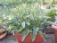 PEPINO GOLD - SOLANUM MURICATUM