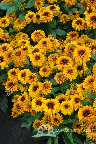 RUDBECKIA HYB. FLAMENCO  BRIGHT ORANGE®