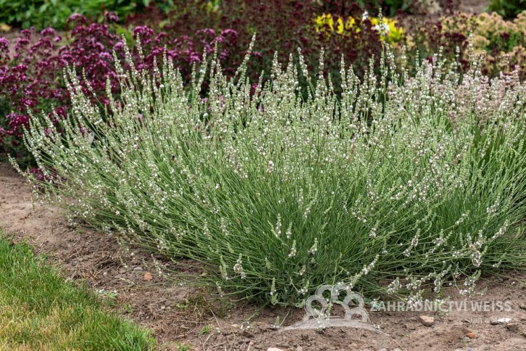 LEVANDULE BÍLÁ - LEVANDULA ANGUSTIFOLIA "EDELWEISS"
