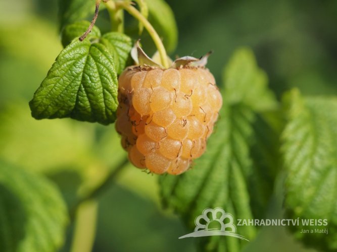 MALINA ŽLUTÁ STÁLEPLODÍCÍ - RUBUS IDAEUS SUGANA GELB