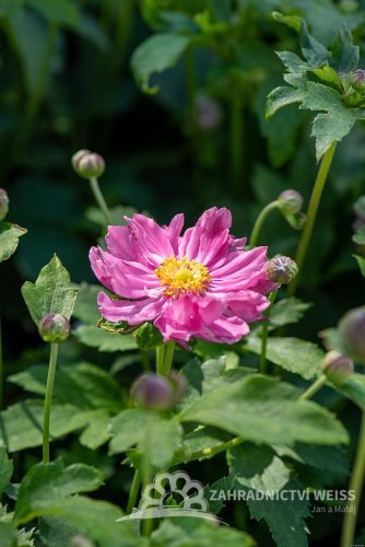 SASANKA - ANEMONE PRETTY LADY EMILY