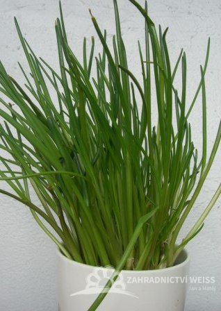 PAŽITKA