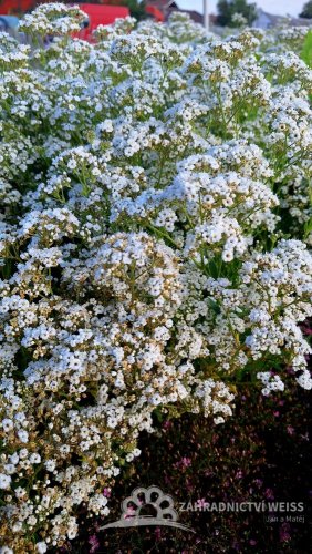 GYPSOPHILA BÍLÁ - NEVĚSTÍN ZÁVOJ  -NÍZKÝ