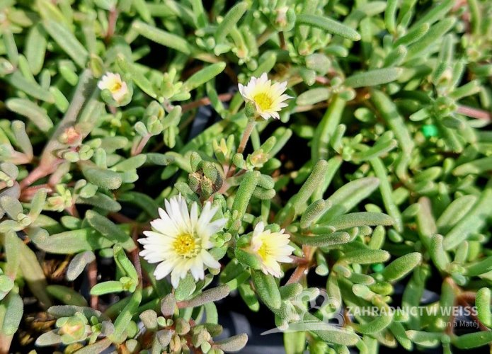 DELOSPERMA HYBRIDA GRAAF REINET