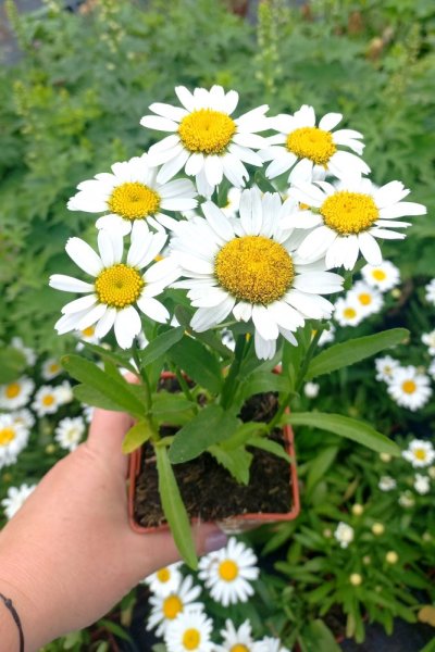 KOPRETINA TRPASLIČÍ - LEUCANTHEMUM MAXIMUM "SNOW LADY"