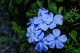 OLOVĚNEC MODRÝ - PLUMBAGO