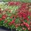 SEDMIKRASKA - BELLIS