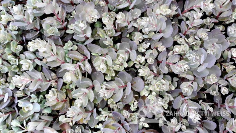 SEDUM SUNSPARKELR DAZZLEBERY®