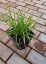 CAREX DOLICHOSTACHYA GOLD FOUNTAIN