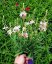 GAURA LINDHEIMERI - GRACEFUL WHITE