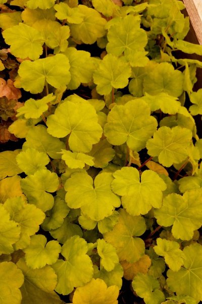 HEUCHERA WORLD CAFFE ROMANO