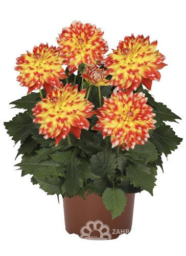 JIŘÍNA – DAHLIA CANDY CORN