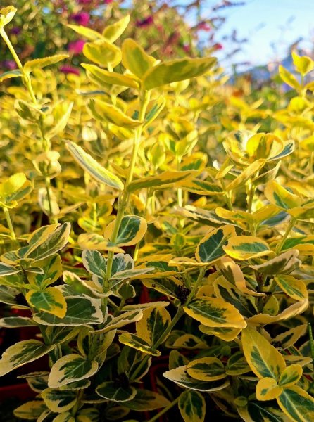 BRSLEN ŽLUTO-ZELENÝ - EUONYMUS ´EMERELD´N GOLD