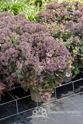 SEDUM HYBRID. GLOBE  YELLOW