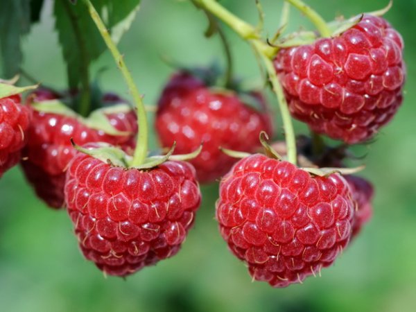 MALINA STÁLEPLODÍCÍ - RUBUS IDAEUS ZEVA III