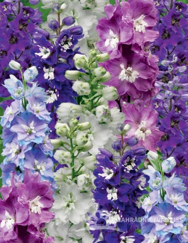 DELPHINIUM EXCALIBUR MIX