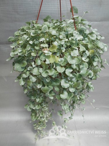 DICHONDRA SILVER FALLS
