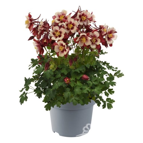 ORLÍČEK – AQUILEGIA CAERULEA EARLYBIRD RED WHITE