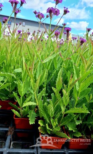 SPORÝŠ - VERBENA RIGIDA VENOSA LILAC