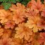 HEUCHERELLA x HYBRIDA BUTTERED RUM