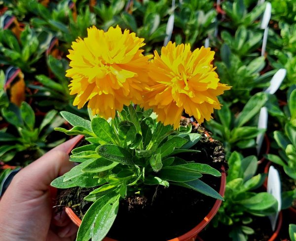 .KRÁSNOOČKO - COREOPSIS GRAN. SOLANNA GOLDEN SPHERE