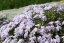 FLOX PLAZIVÝ - PHLOX SUBULATA FABULOUS BLUE VIOLET